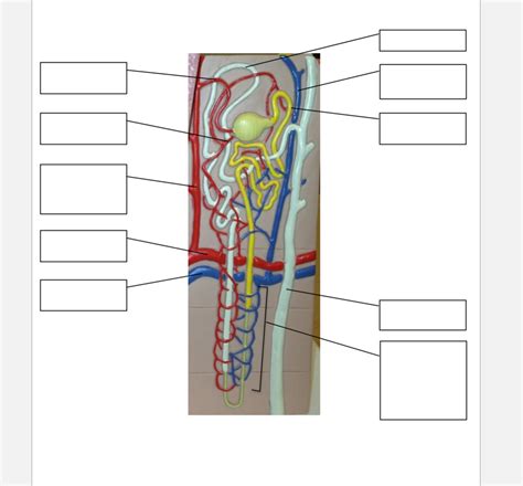 Lab Nephron Model Diagram Quizlet