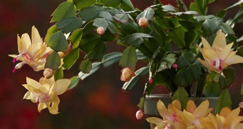 Flor De Maio Como Cuidar Principais Cores Dicas E Fotos