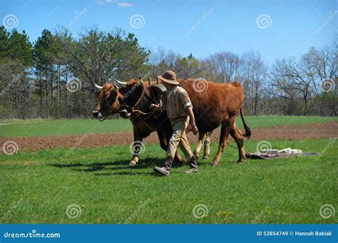 Team Of Oxen Working Editorial Stock Image Image Of Pioneer 53854749