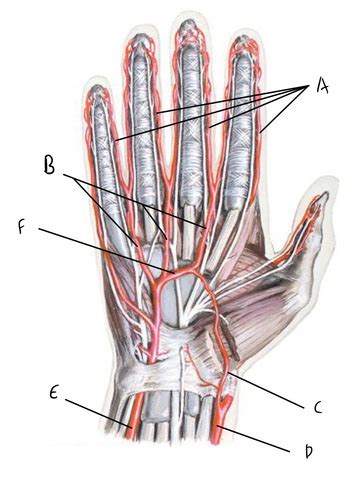 Gross Anatomy I Upper Extremity Neurovascular Structures