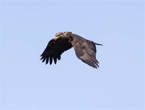 Immature Bald Eagle Bald Eagle Imm At Potter Marsh PSeubert Flickr