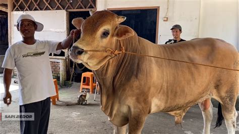 PUSATNYA SAPI PEGON DI KOTA BOGOR KANDANG JURAGAN YouTube