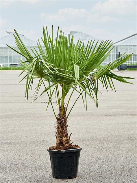 Trachycarpus Fortunei Plant Wholesale Floraccess