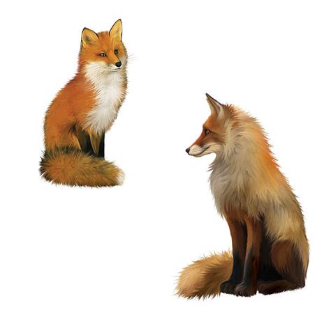 30+ Red Fox Full Body Profile Stock Photos, Pictures & Royalty-Free ...