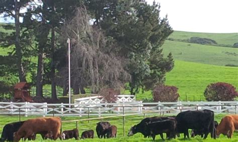 Sustainable Veal From Pasture To Plate At Rossotti Ranch What Do All