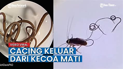 Viral Video Cacing Keluar Dari Kecoa Mati Ini Penjelasan Peneliti Lipi