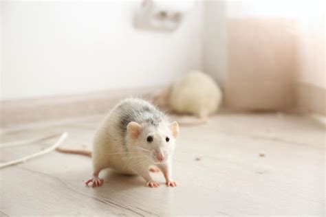 3 Long Term Benefits Of Professional Rodent Remediation Services