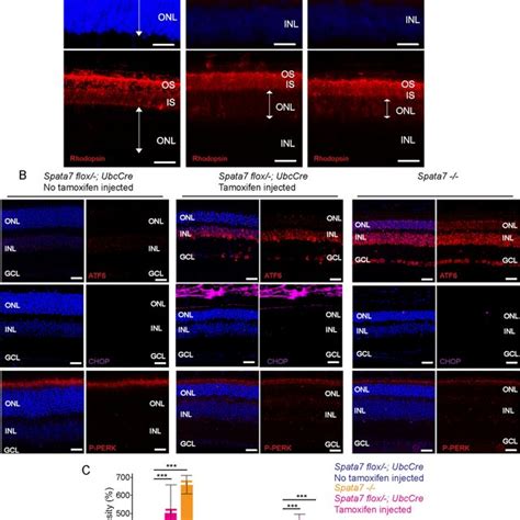 Rhodopsin Mislocalization And ER Stress Activation In Spata7flox