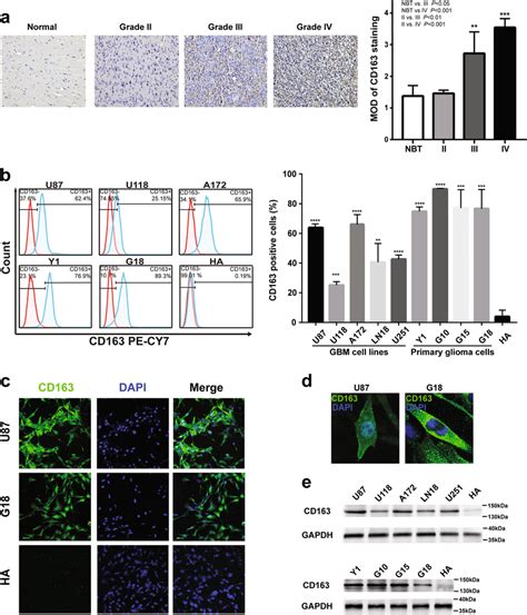 Cd Is Overexpressed In Gbm Cell Lines And Primary Glioma Cells A