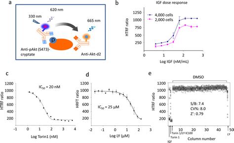 Development Of The Htrf Assay For Akt S473 Phosphorylation A Download Scientific Diagram