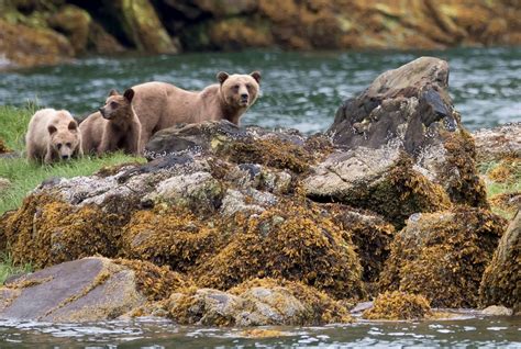 Separate grizzly bears behind two attacks in Alberta foothills, says ...