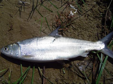 虱目魚