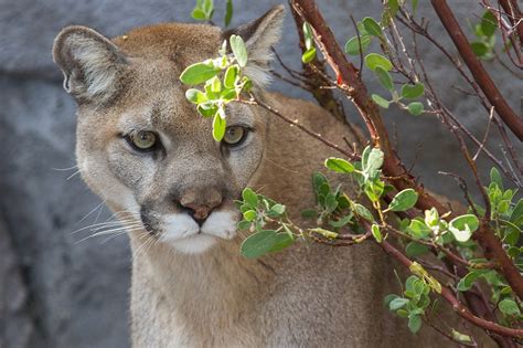 Wallpaper Id 1570537 Cougar Looking Outdoors Plant Growth