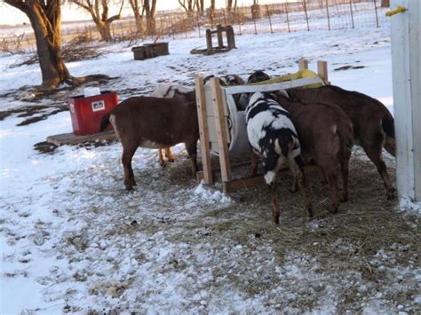 Noah L And Sue A Goddard Home Made Hay Feeder Hay Feeder Goat Playground Mini Goats