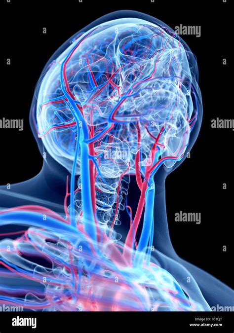 El Sistema Vascular Humano El Cuello Fotograf A De Stock Alamy