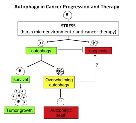 4 Roles of autophagy in cancer progression and therapy. A variety of ...