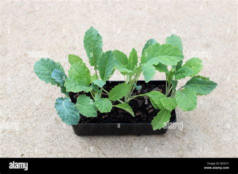 Kale Seedlings