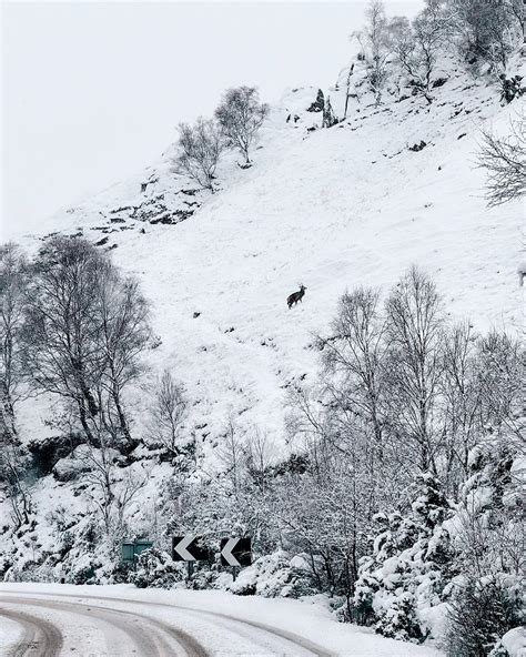 Where The Wild Heather Grows