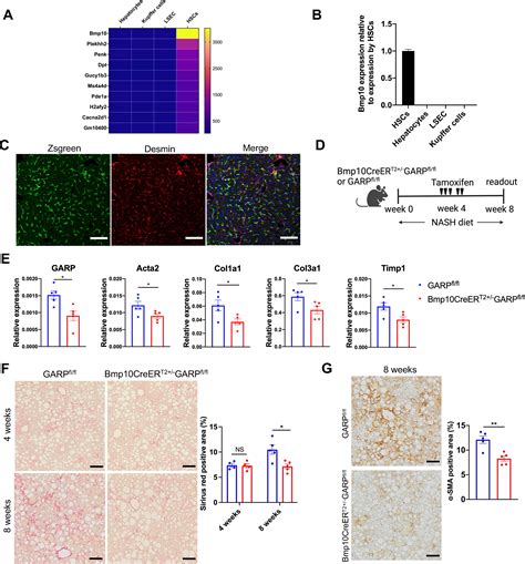 GARP On Hepatic Stellate Cells Is Essential For The Development Of