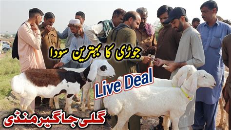 Live Deal 2 Dumbo Ka Soda Gali Jageer Bakra Mandi Update October 2023