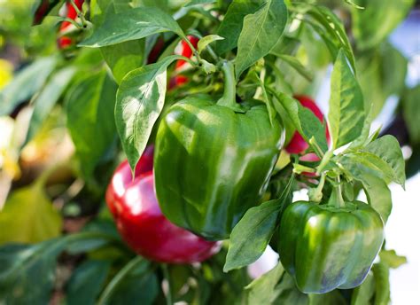 Growing Peppers In A Greenhouse Access Garden Products