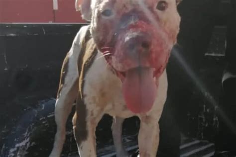 Aparece dueño de Pitbull que ataco a varios perros en Temozón PorEsto