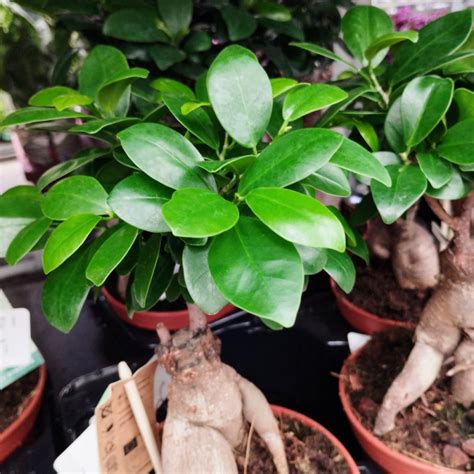 Ficus Microcarpa Ginseng P Coclicoh