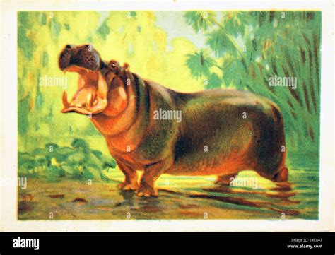 Reproduction Of Antique Postcard Shows Hippopotamus Circa 1982 USSR