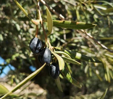 Cultivar Di Olivo Le Principali Variet Italiane Di Olive