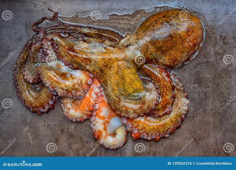 Pulpo Crudo Entero En Una Tabla De Piedra Negra Comida Sana Del