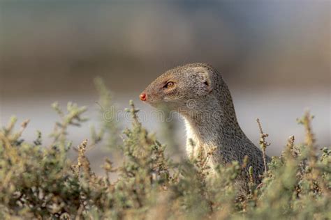 Indian Grey Mongoose In The Wildlife Areas Of Pakistan Stock Image