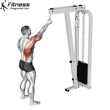 Cable One-Arm Pulldown » Workout Planner