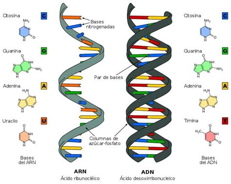 Bases nitrogenadas qué son clasificación funciones