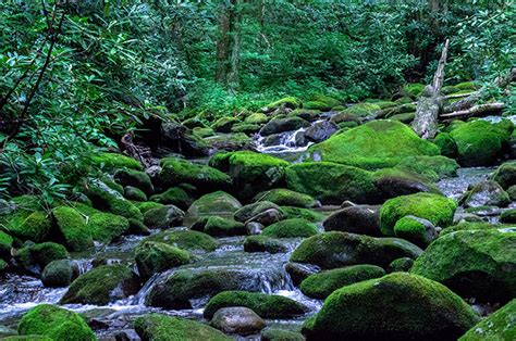 Gentle Flow On The Roaring Fork | The Roaring Fork, Great Smoky ...