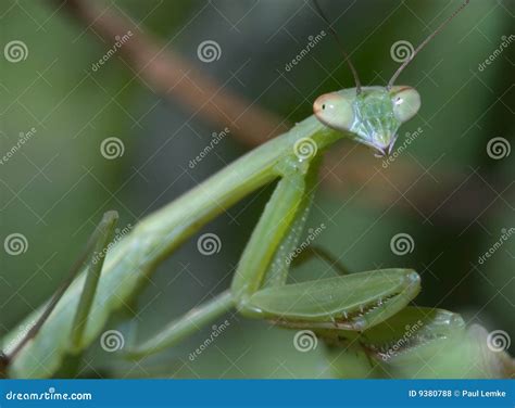 Praying Mantis Nymph Stock Photo Image Of Creature Macro 9380788