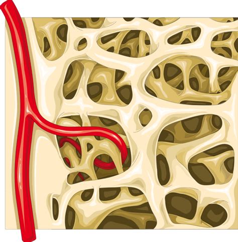 Hueso esponjoso Anatomía 2