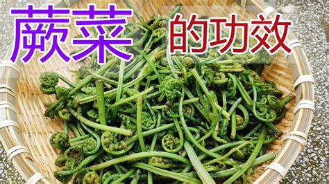 蕨菜的功效和作用蕨菜食疗方法 蕨菜食用禁忌 YouTube