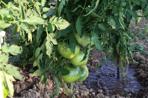 Los Tomates Verdes Maduran En Arbustos Imagen De Archivo Imagen De