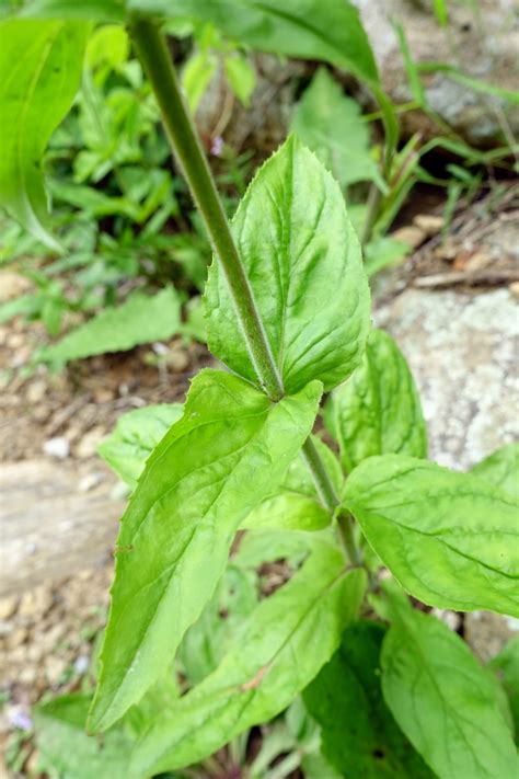 Penstemon Canescens Eastern Gray Beardtongue Wildflowers Of The