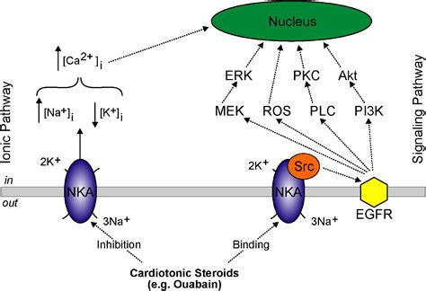 Frontiers Sodium Transporters In Human Health And Disease