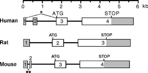 Human Rat And Mouse Sat 1 Gene Structures Sat 1 Gene Exonintron