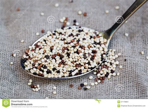 Organic Quinoa Grain Tricolore On Spoon Vegan Stock Photo Image Of