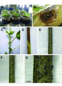 Different Diseases of Jute : Plantlet