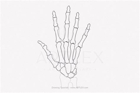 Skeleton Hand Drawings