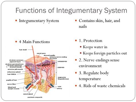 Integumentary System Functions