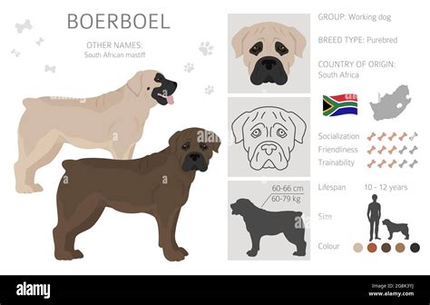 Boerboel Clipart Different Coat Colors And Poses Set Vector