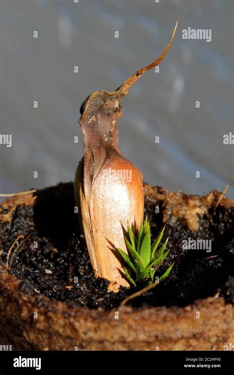 seeds from Araucaria araucana Stock Photo - Alamy