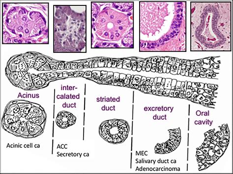 Excretory Duct Of Parotid