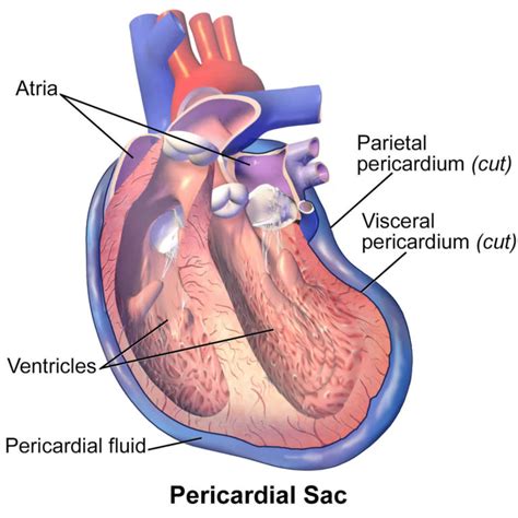 Pericardium anatomy, location & pericardium function