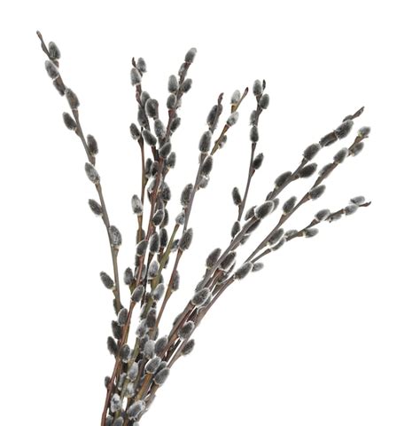 Premium Photo Beautiful Blooming Pussy Willow Branches On White